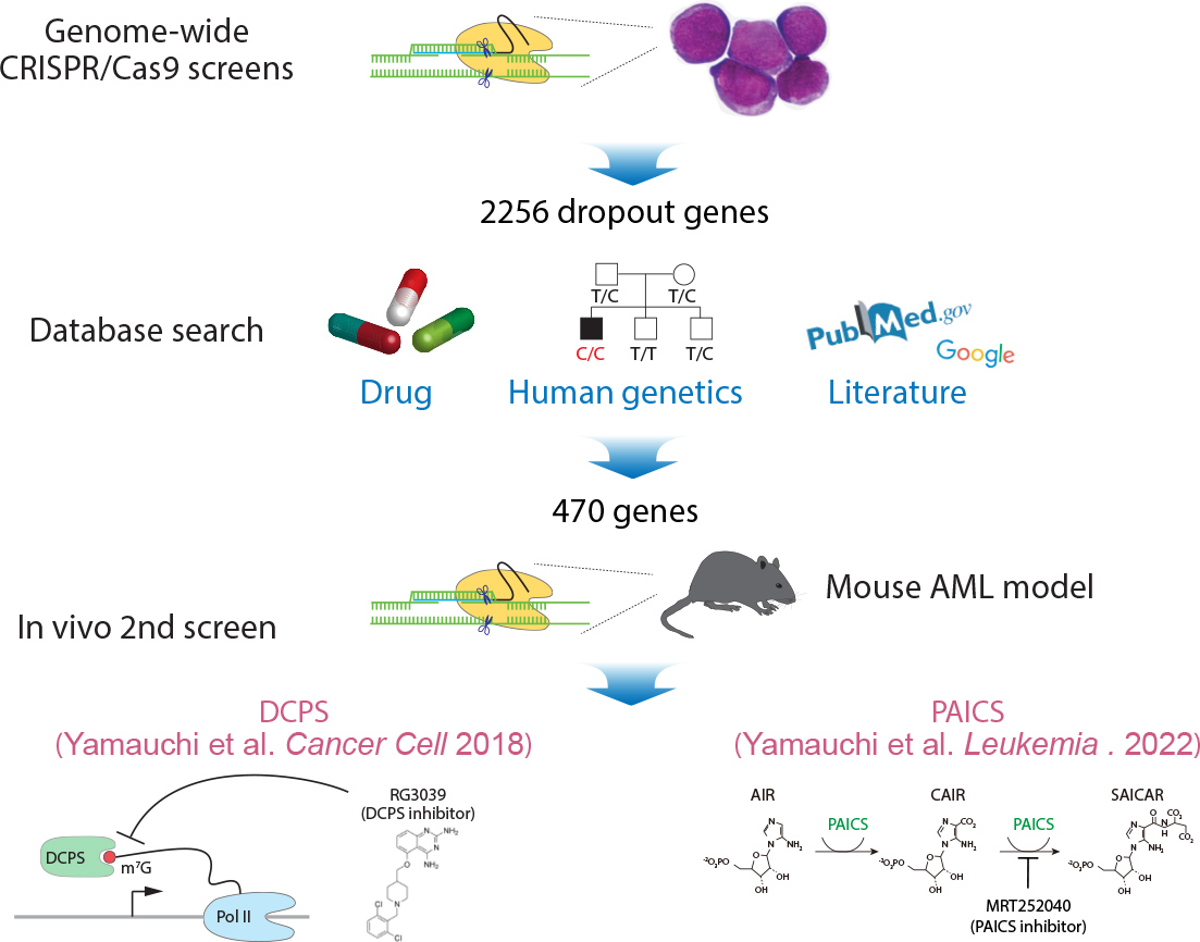Genome-wide CRISPR-Cas9 screens to identify novel targets for AML therapy