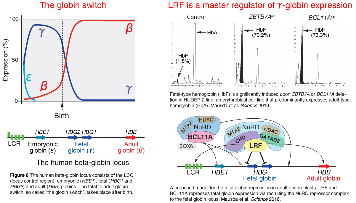 LRF/ZBTB7A represses γ-globin expression in adult erythroblasts 